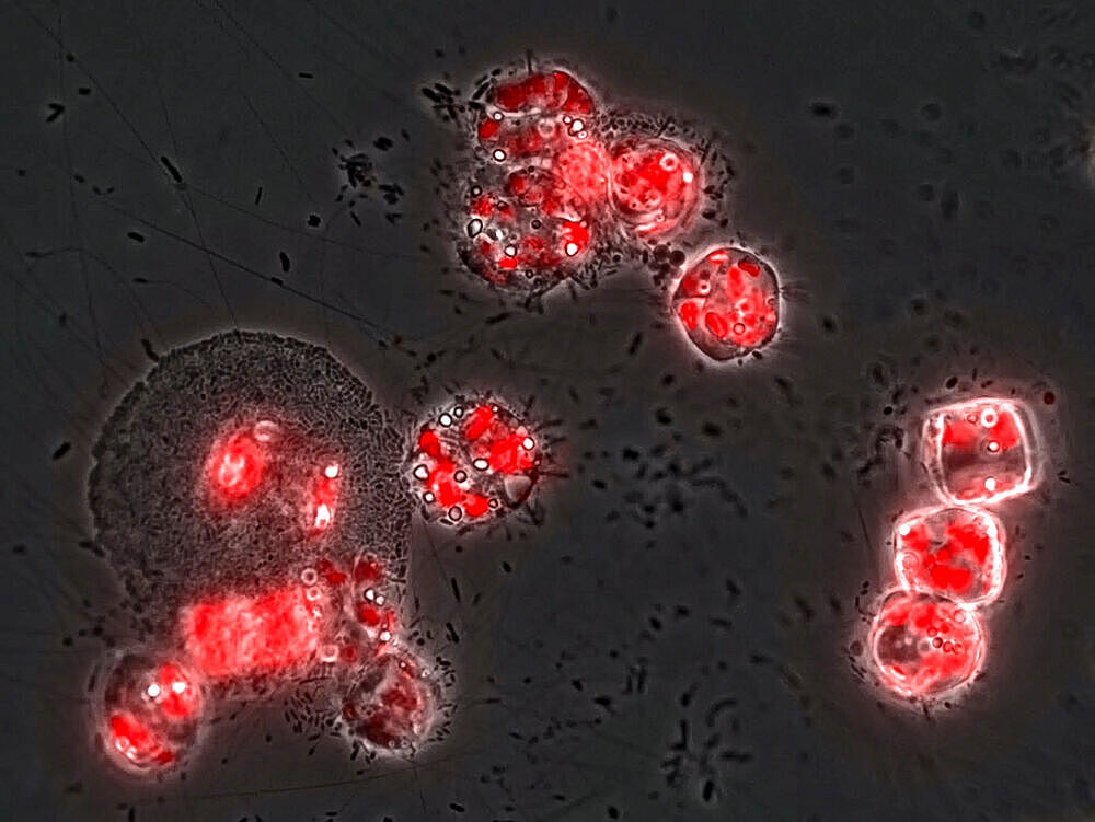 Bakteriengemeinschaften attackieren Laminarin-produzierende marine Mikroalgen (Floureszenzmikroskopische Aufnahme, das Chlorophyl der Mikroalgen erscheint rot).