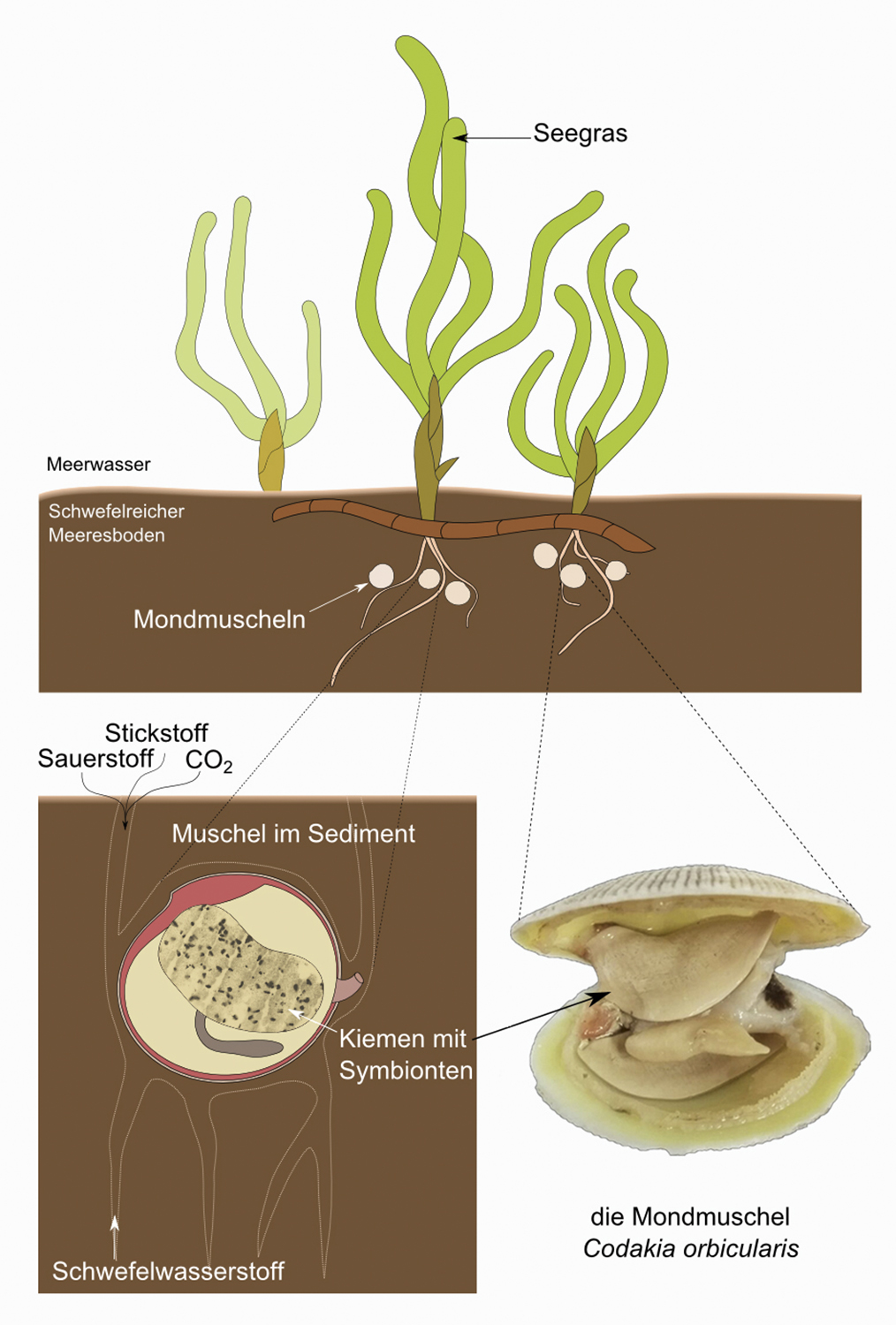 Mondmuscheln im Sediment der Seegraswiese 