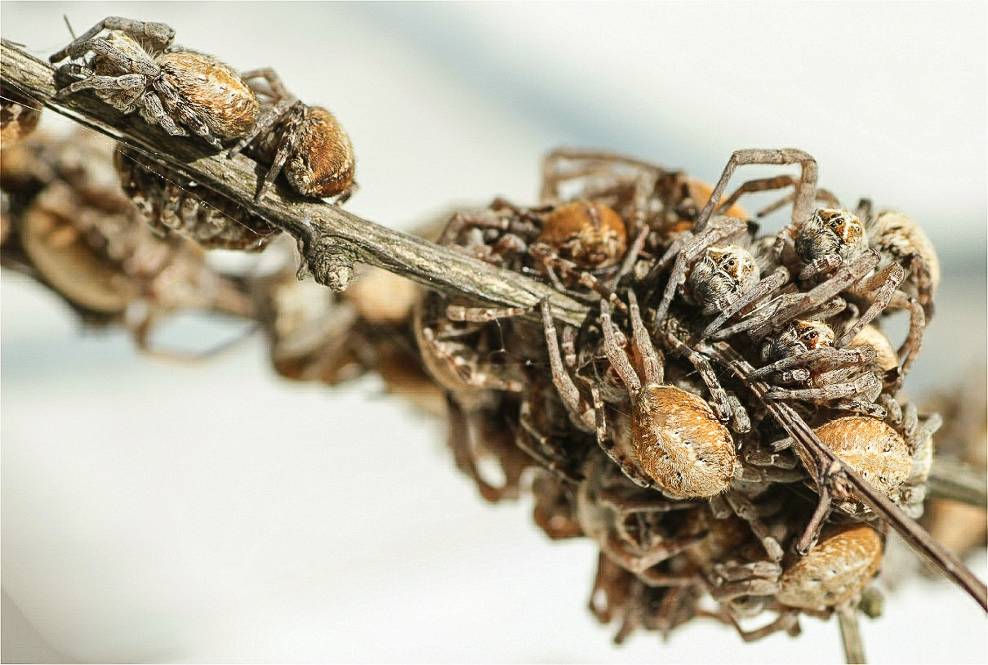 Ein Bild einer Gruppe der sozialen Spinne Stegodyphus dumicola