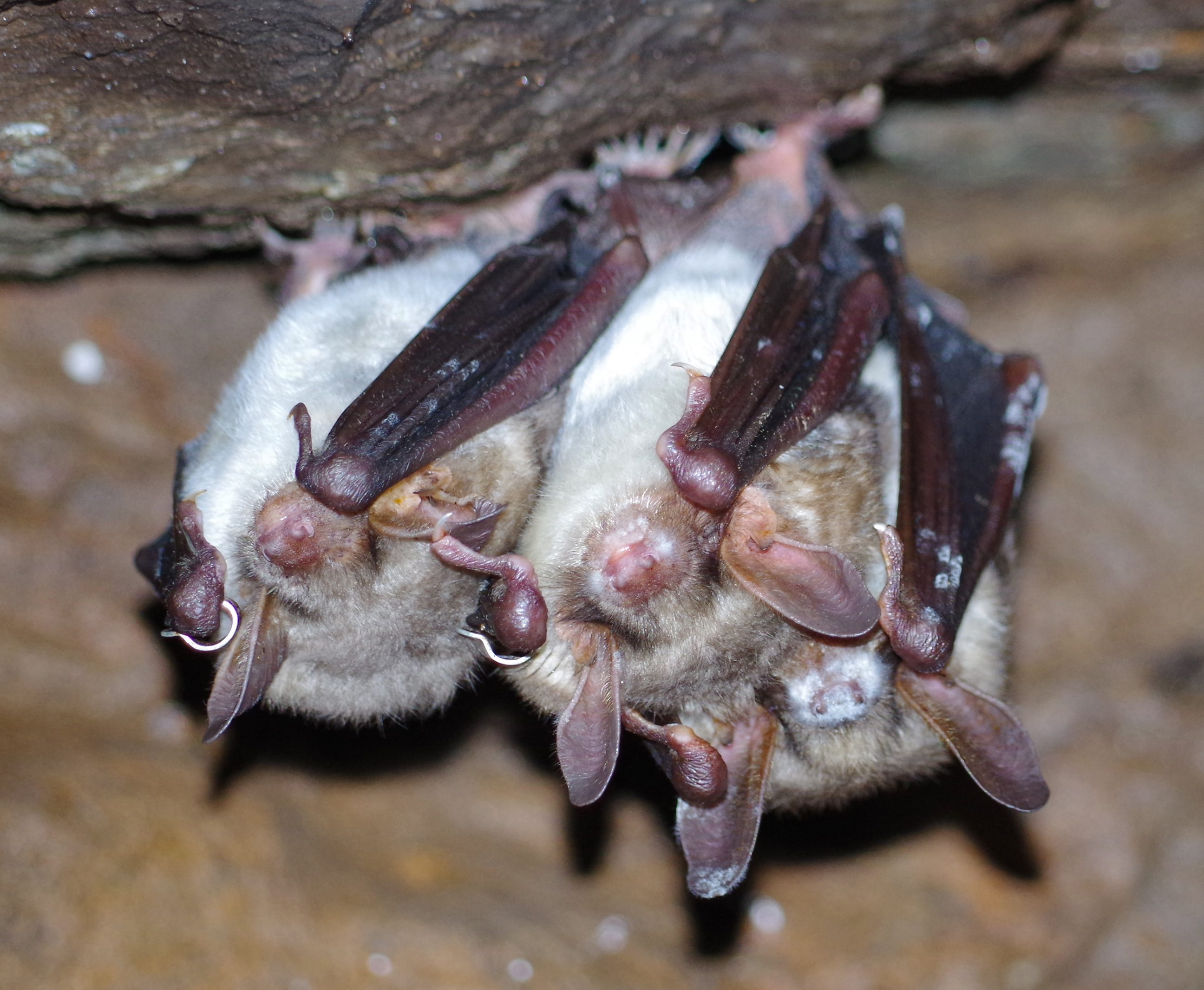 Winterschlafende, mit dem Pilz Pseudogymnoascus destructans infizierte Fledermäuse (Myotis myotis) im Harz. Foto: Marcus Fritze