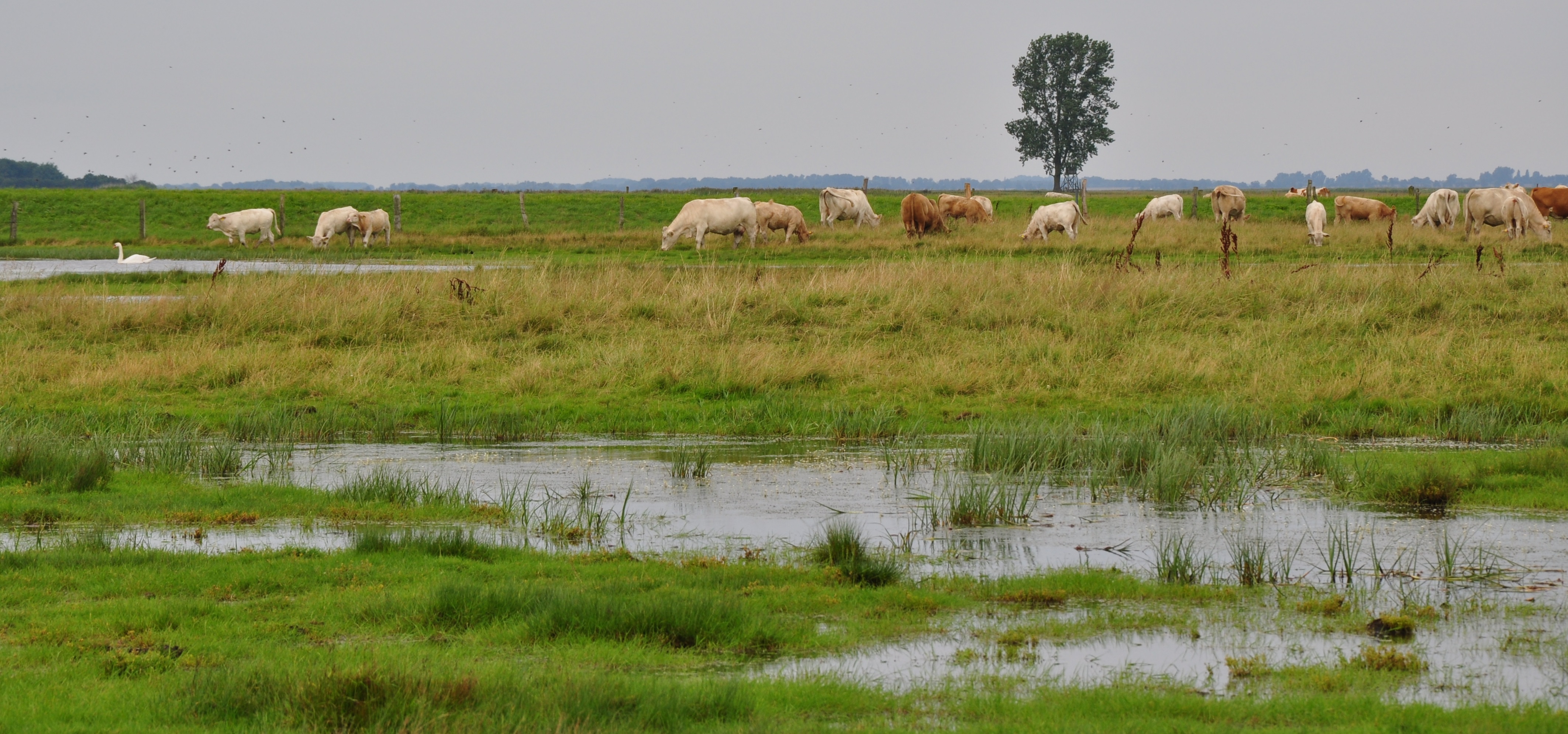 Ein Beispiel für Paludikultur: Bei Greifswald werden wiedervernässte Flächen als Weide genutzt. – Foto: Franziska Schmacka