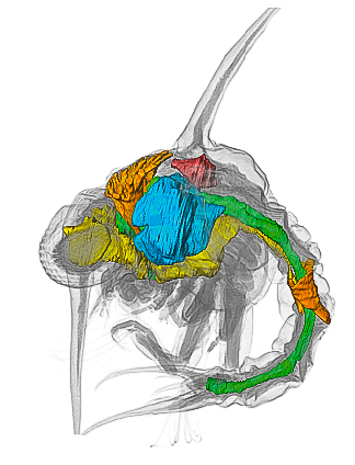 Dreidimensionale Rekonstruktion der Organsysteme eine Zoea Larve der Strandkrabbe Carcinus maenas – Bild: Franziska Spitzner