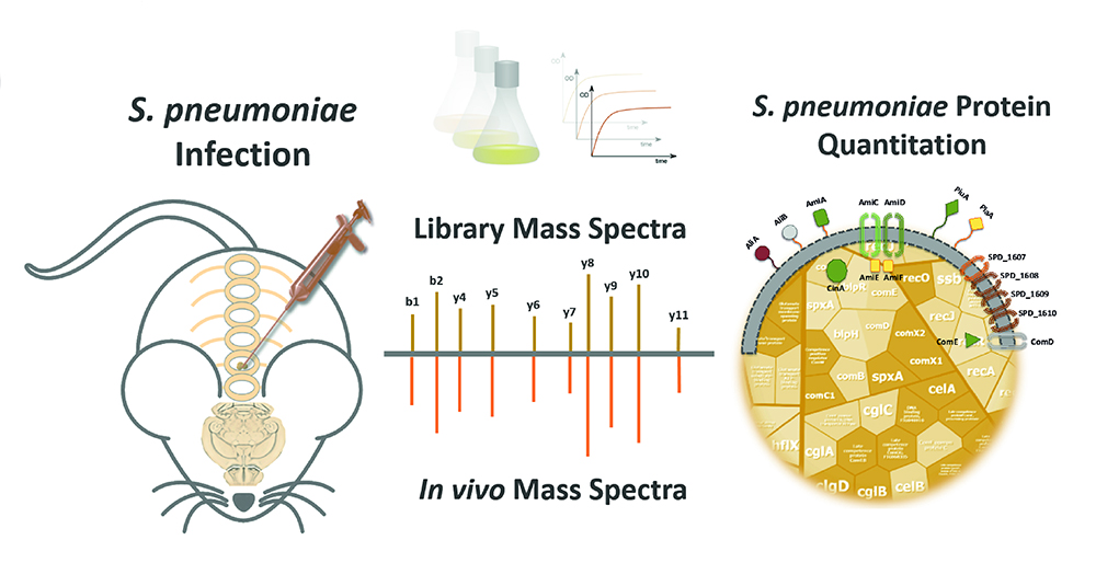 Abbildung: Schematische Darstellung der Infektion und in vivo Proteomanalyse – Grafik: Frank Schmidt