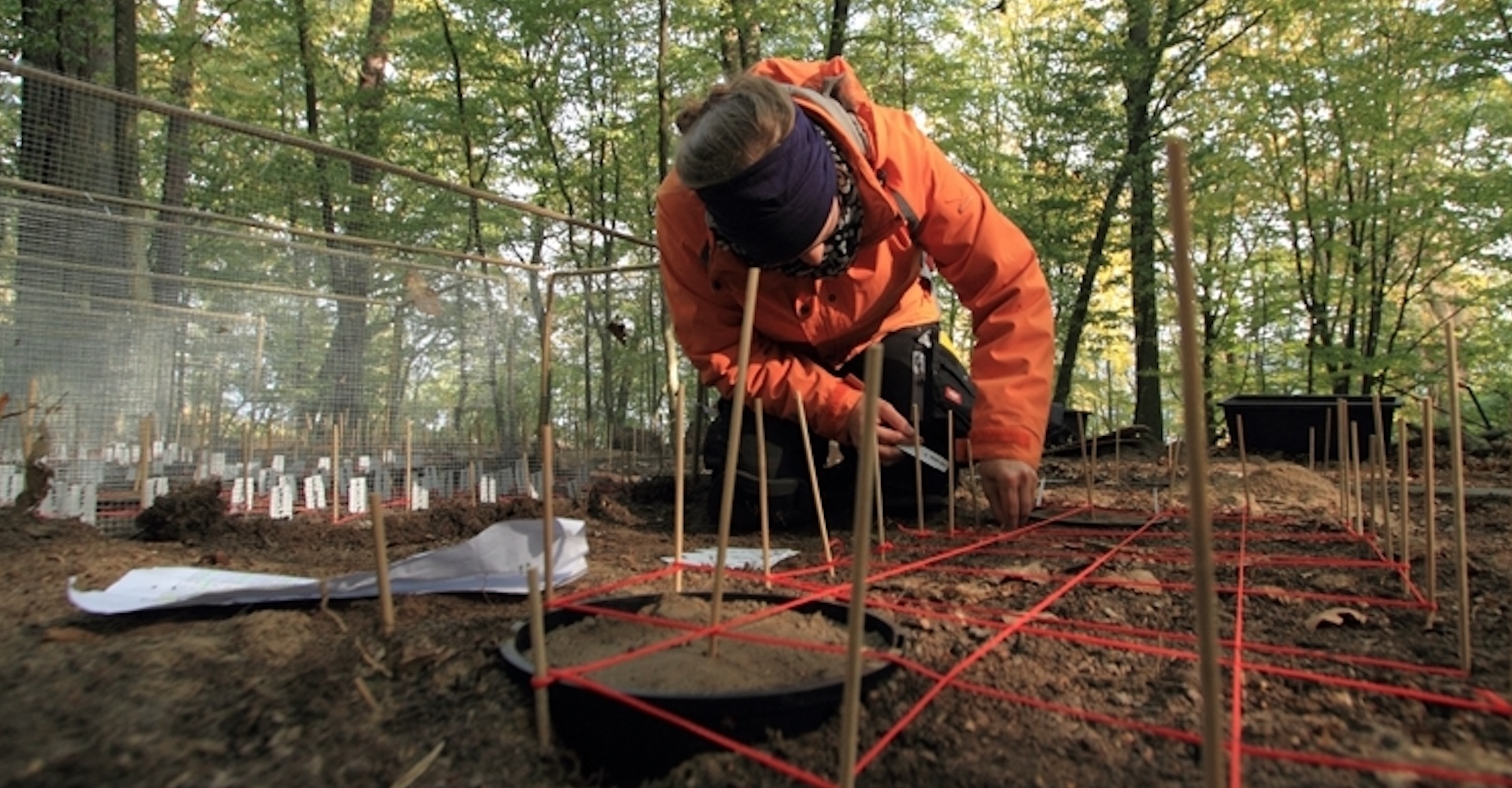 Anlage eines Verpflanzungsexperimentes mit Bucheckern aus ganz Europa in Nordpolen. – Foto: Dr. Marcin Klisz