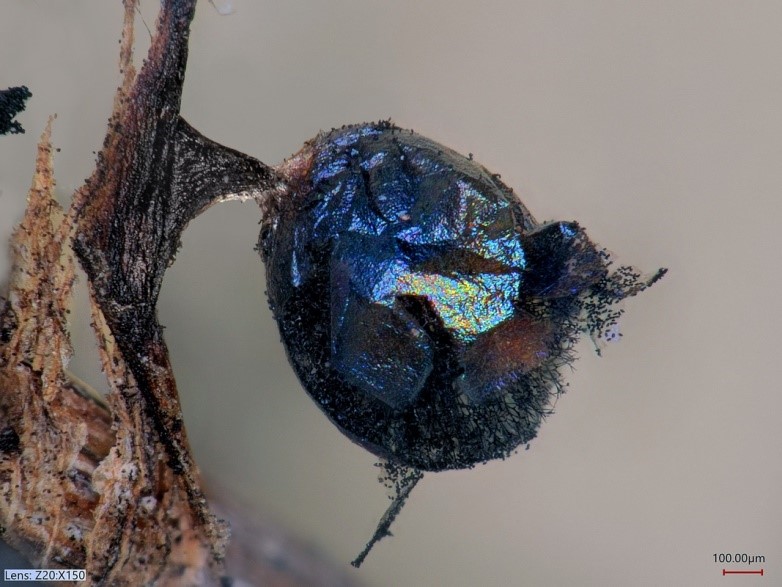 Sporocarp with stem belonging to the Lamproderma genus produces the ‘shiny skin’ Photo: Dmytro Leontyev