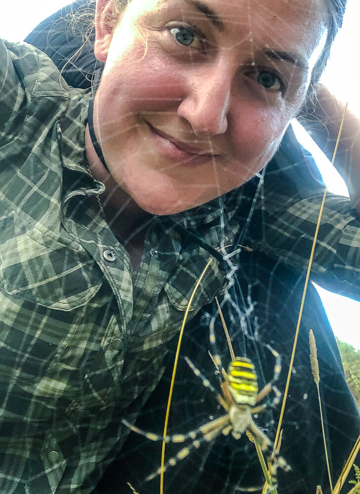 Monica Sheffer mit einer weiblichen Wespenspinne (Argiope bruennichi) während der Feldarbeit in Portugal. – Foto: Monica M. Sheffer