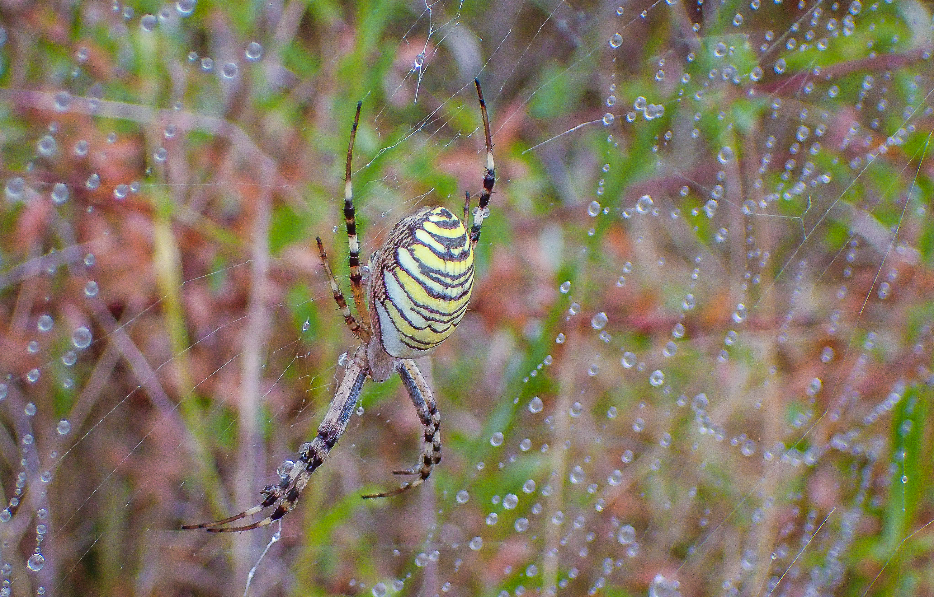 A female wasp spider, Argiope bruennichi, in her web. Photo: G. Uhl