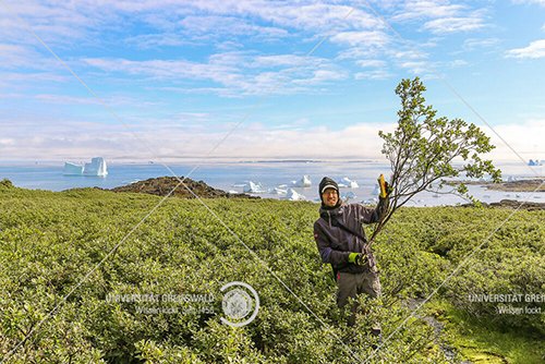 Professor Martin Wilmking in der Strauchtundra auf Grönland – Foto: Allan Buras