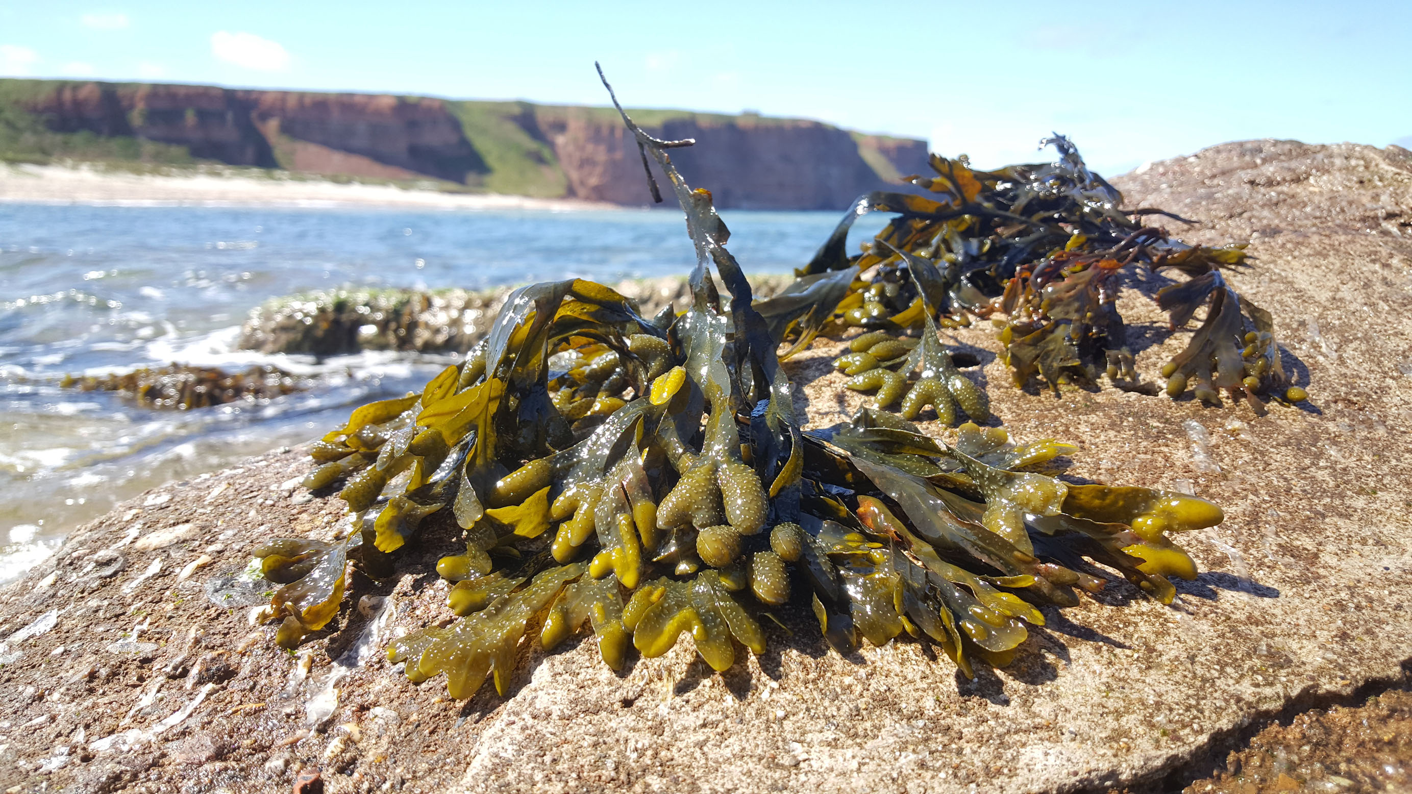 The brown algae Fucus vesiculosus - Photo: Max Planck Institute for Marine Microbiology / M. Schultz-Johansen