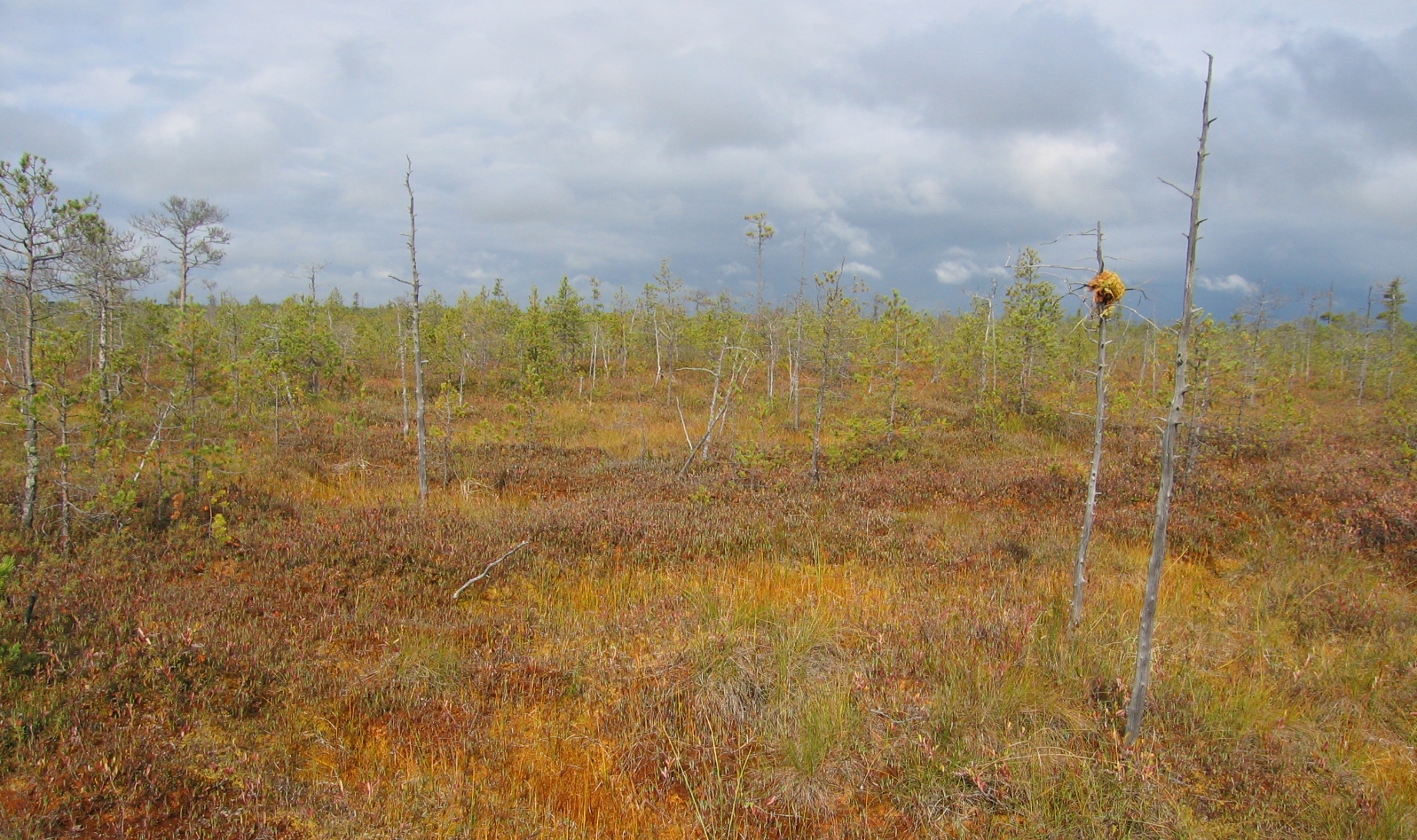 Peatland mosses are unable to regulate their water loss - photo: Martin Wilmking