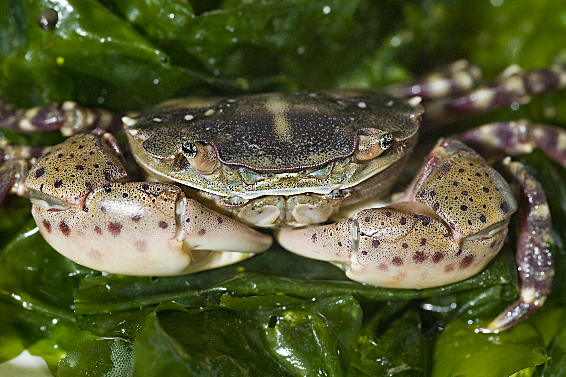 The Asian shore crab as an example of invasive species successfully spreading to the North Sea and Baltic - Photo: Alfred Wegener Institute / Uwe Nettelmann