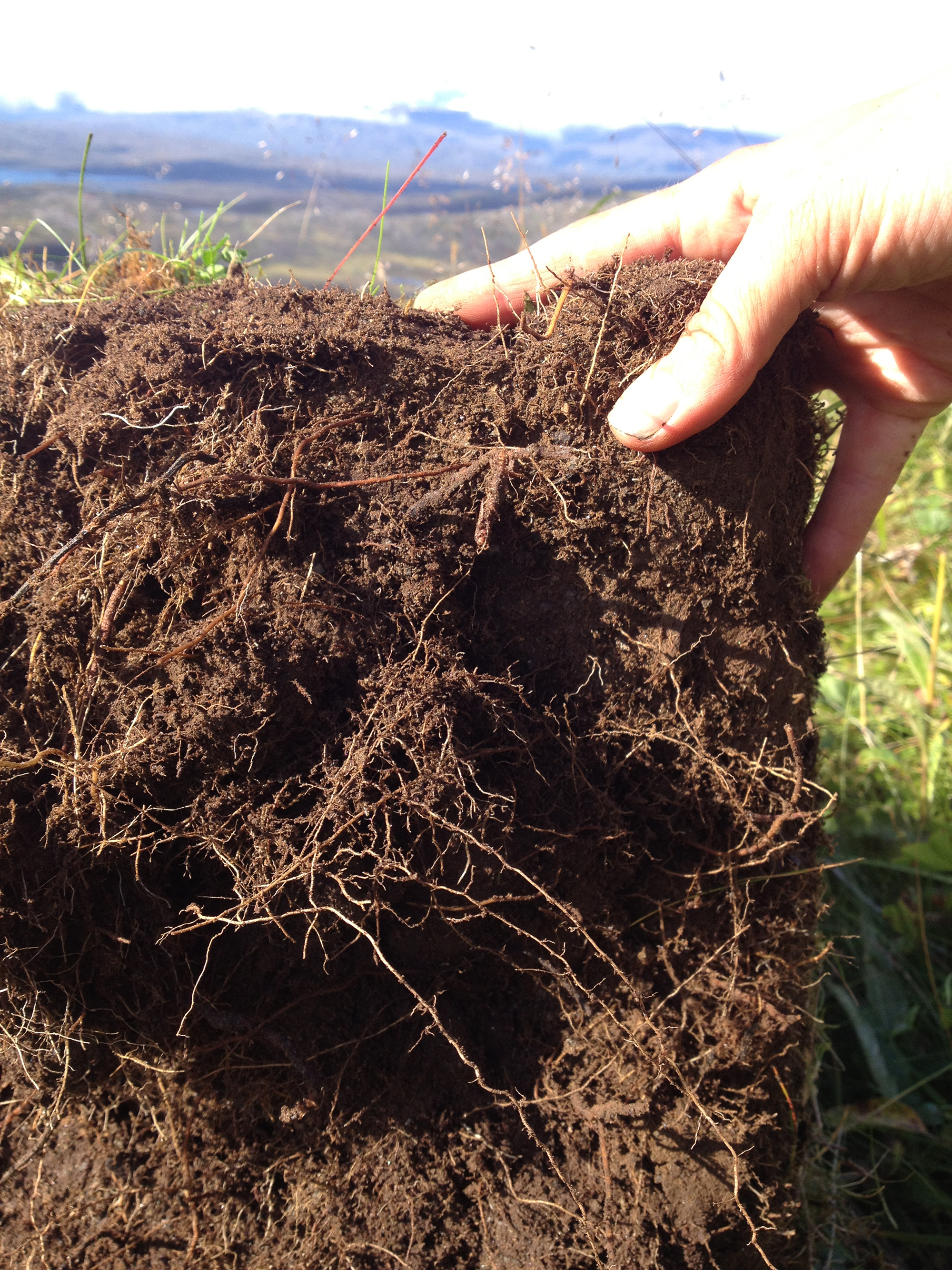 Wurzeln in Tundraboden, Foto: @Gesche_Blume-Werry