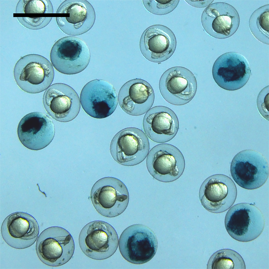 Eier Zebrafische, Glutaredoxin 5, ©Carsten_Berndt Eier Zebrafische, Glutaredoxin 5, ©Carsten_Berndt