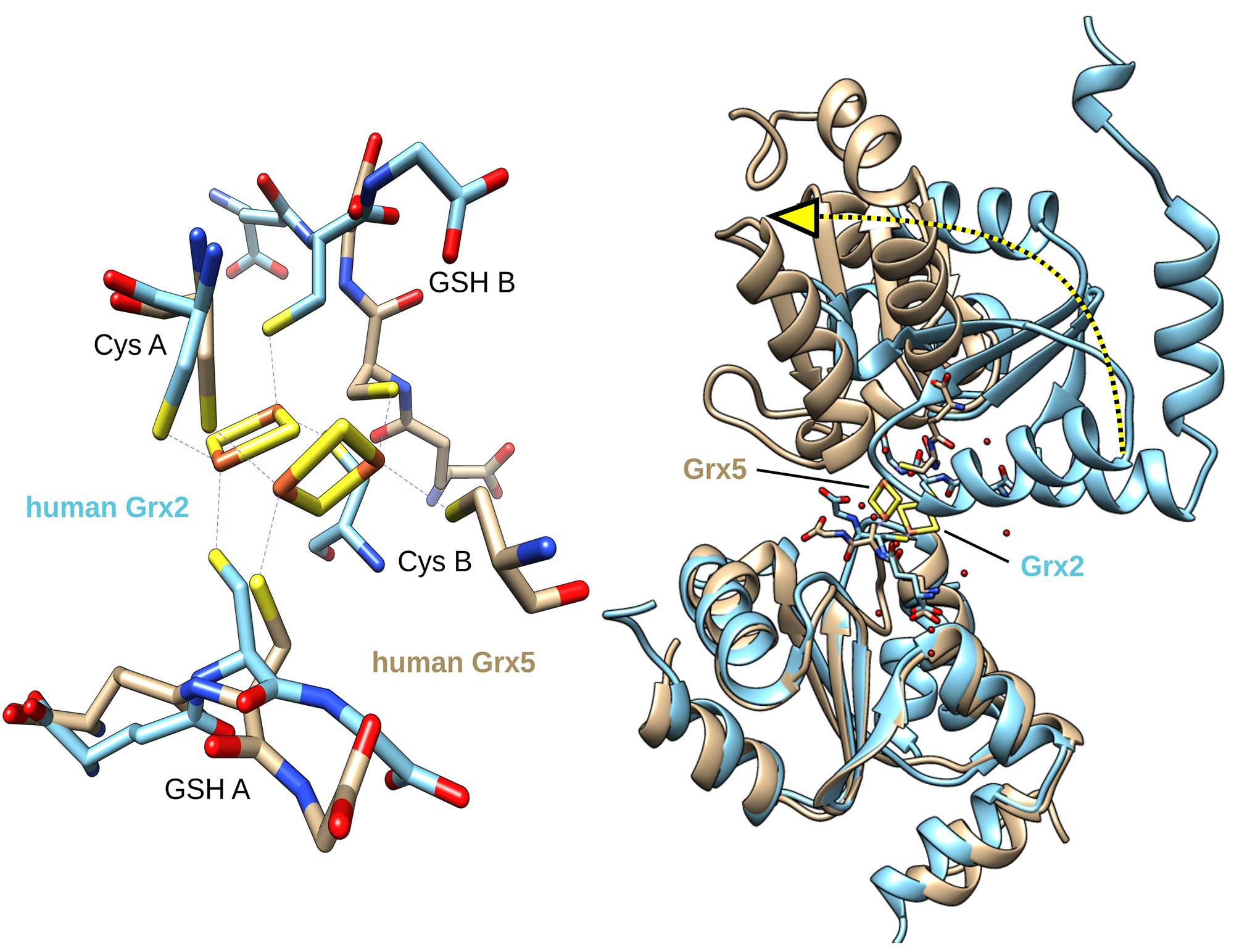 Binding of the cofactors glutathione (GSH) – ©Christopher_Horst_Lillig