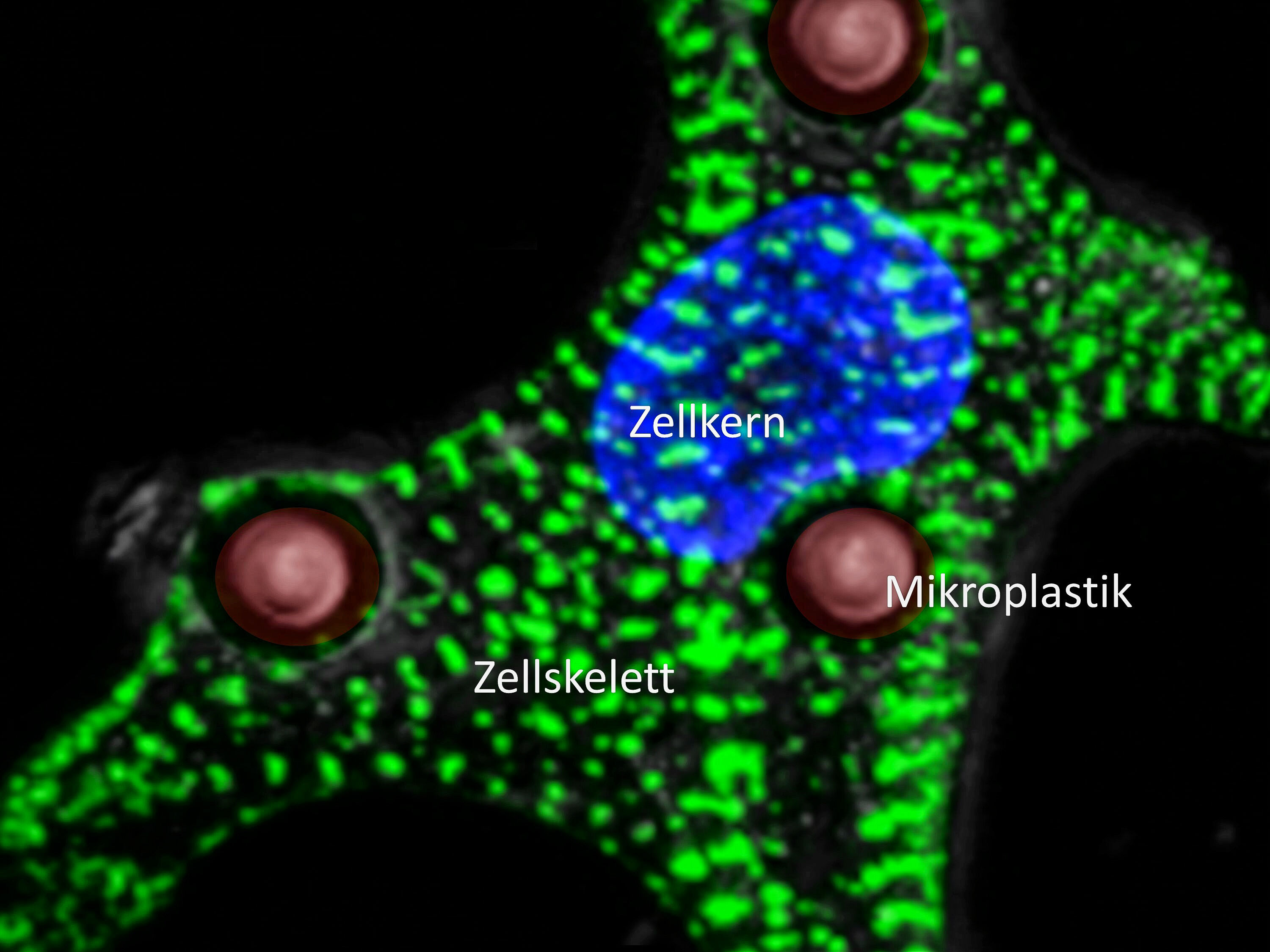 Menschliche Zelle mit Zellkern (blau), Proteinen (grün) und Mikroplastik (rot) ©Floureszenzmikroskopie: Raghav Palankar, Mihaela Delcea