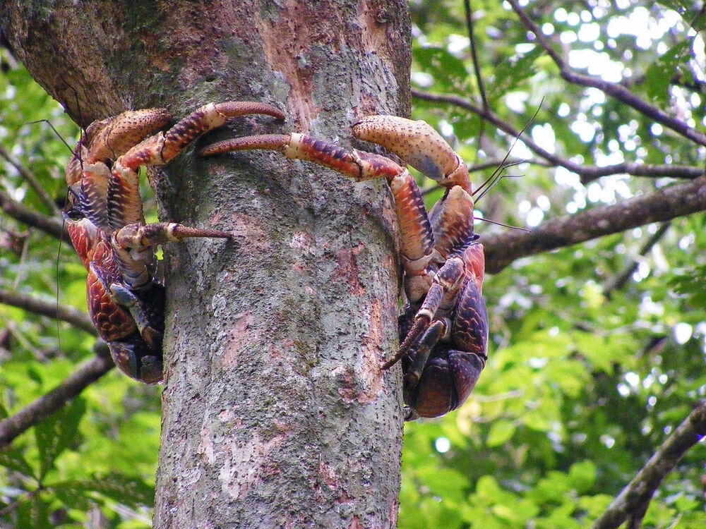 Two specimens of the coconut crab Birgus latro on Christmas Island in the Indian Ocean - @Steffen_Harzsch