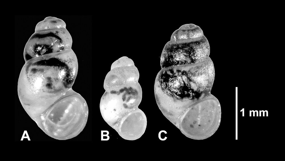 Shells of the newly discovered snails, © Gerlien Verhaegen & Martin Haase