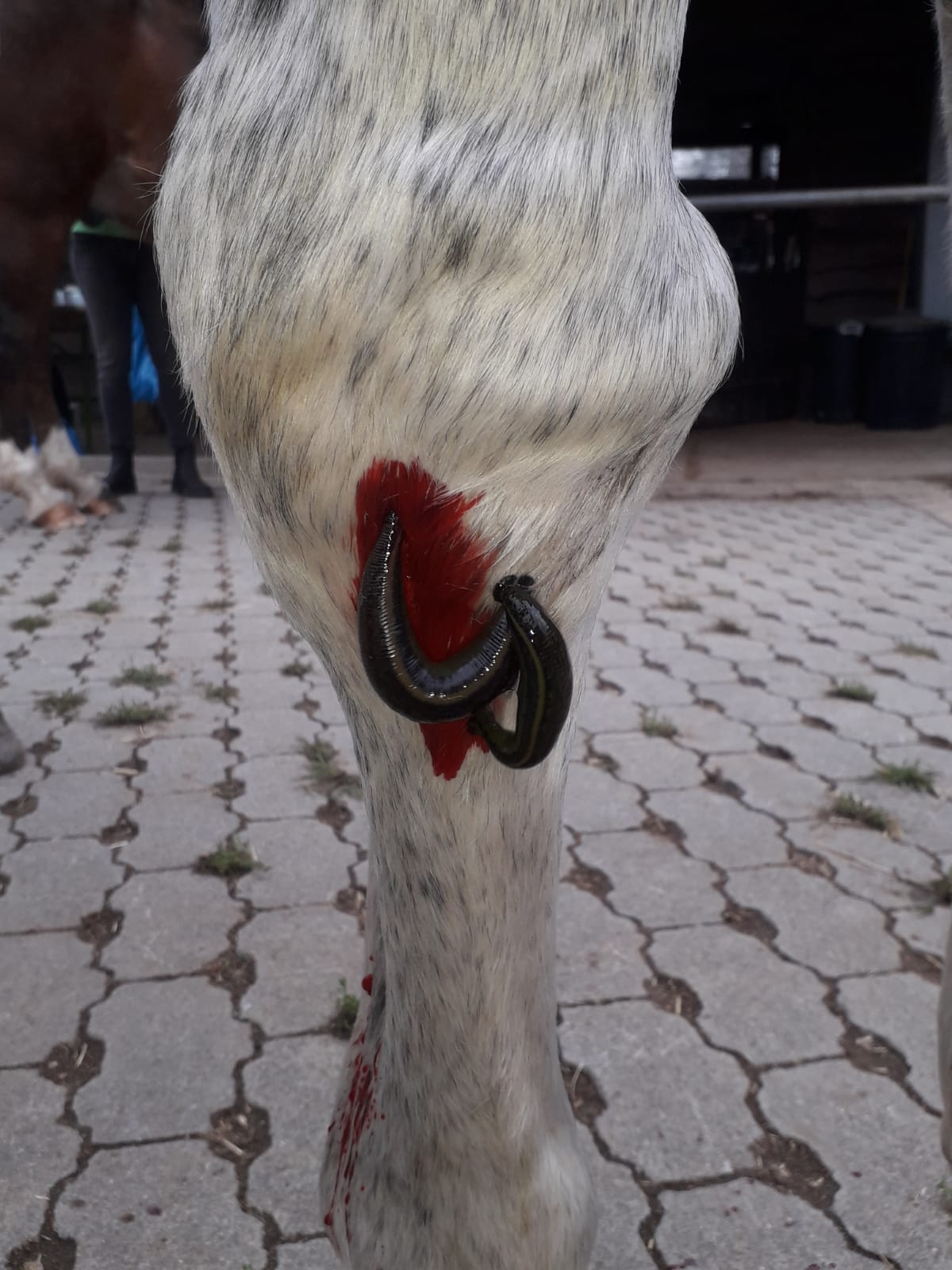 Auch bei Pferden können verschiedene Krankheitsbilder mit einer Blutegeltherapie behandelt werden. ©Phil-Lukas