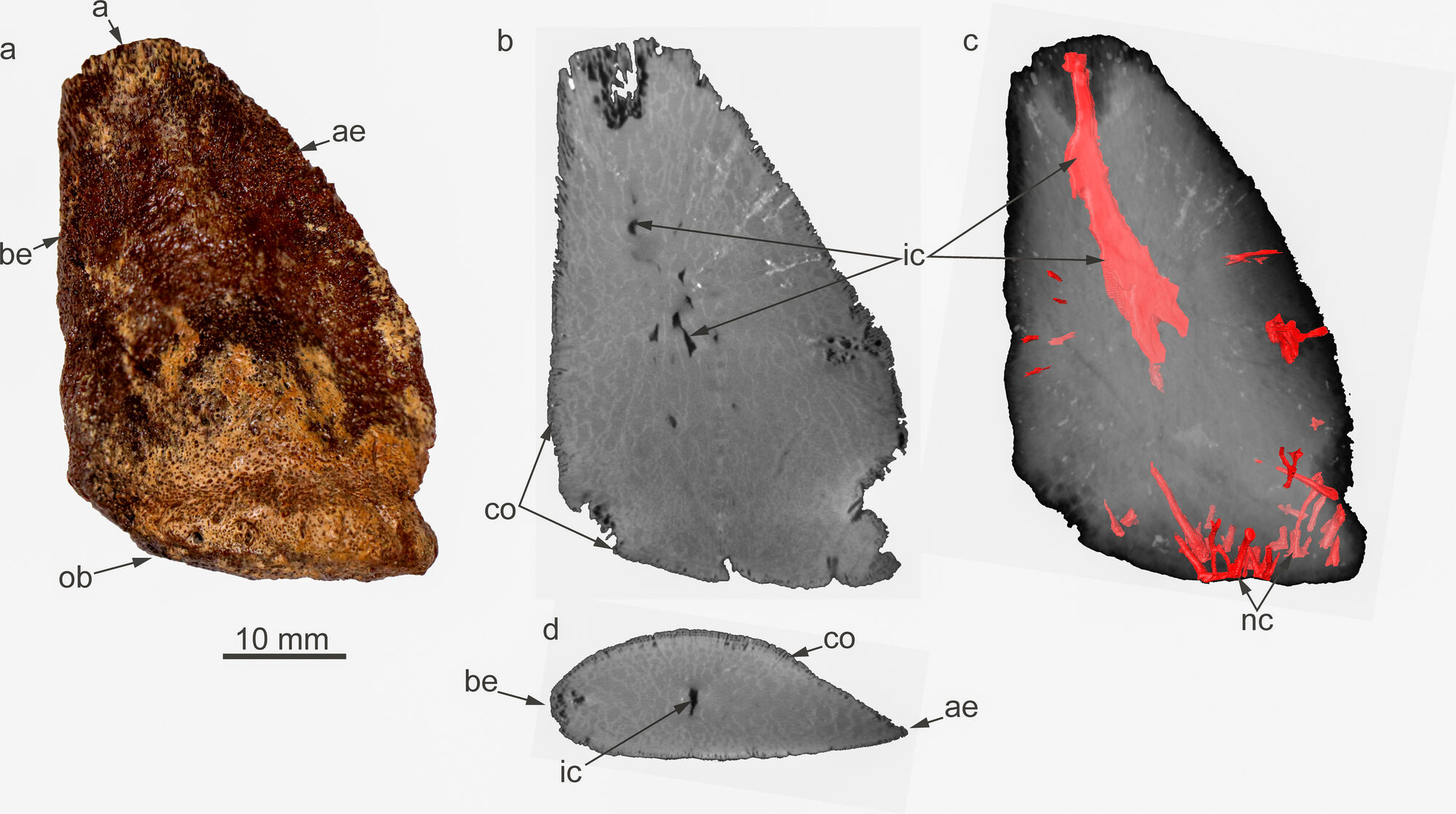 CT-Aufnahmen eines bereits seit Längerem bekannten Hautknochens von Emausaurus ernsti, einem kleinen gepanzerten Dinosaurier aus dem frühen Jura der Tongrube bei Klein Lehmhagen, Grimmen. © Marco Schade & Jörg Ansorge