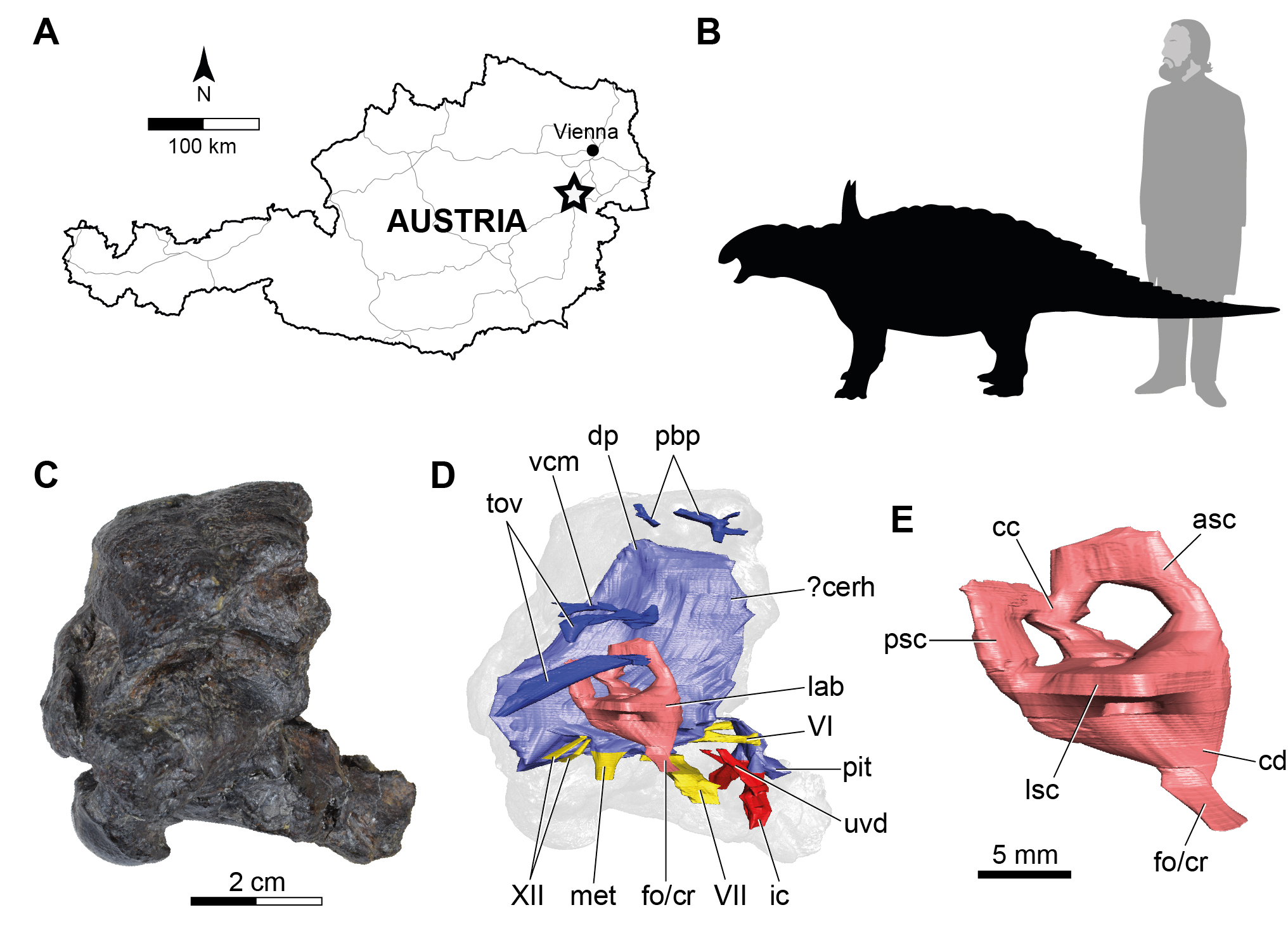 Hirnschädel sowie Gehirn und Innenohr des Dinosauriers Struthiosaurus austriacus, © Sebastian Stumpf, Marco Schade