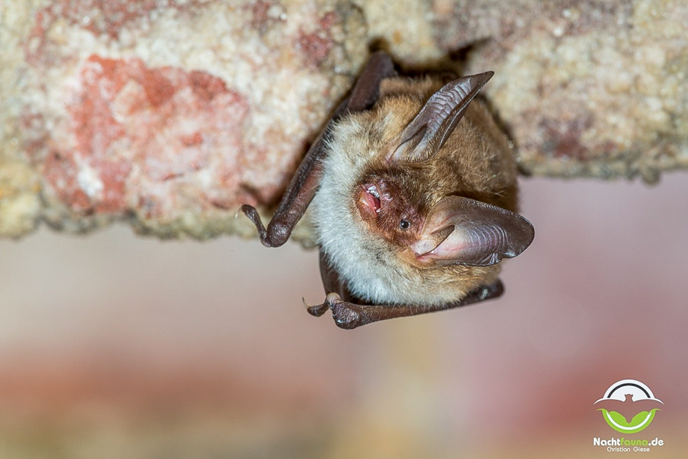A Bechstein’s bat hanging from the ceiling of its roost