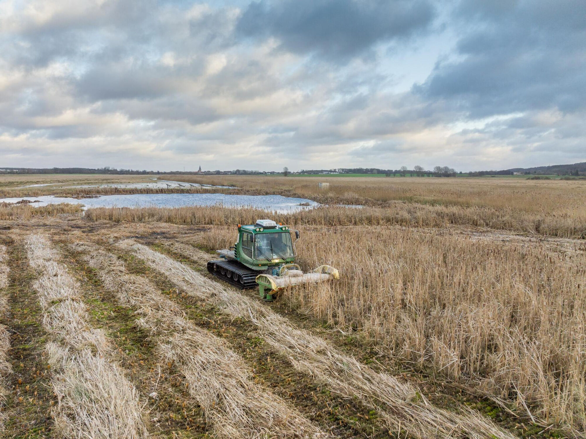 Harvested reeds on the experimental area for bulrush cultivation, © Tobias Dahms