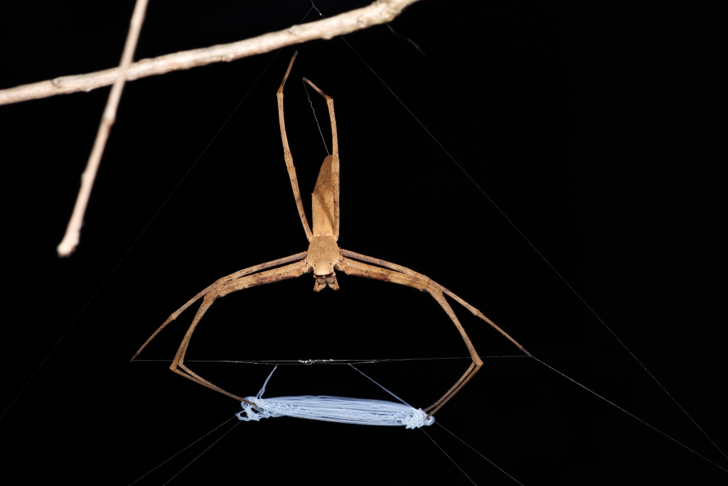 The Australian species of net-casting spider used in this study holds its stretchy and robust catching net