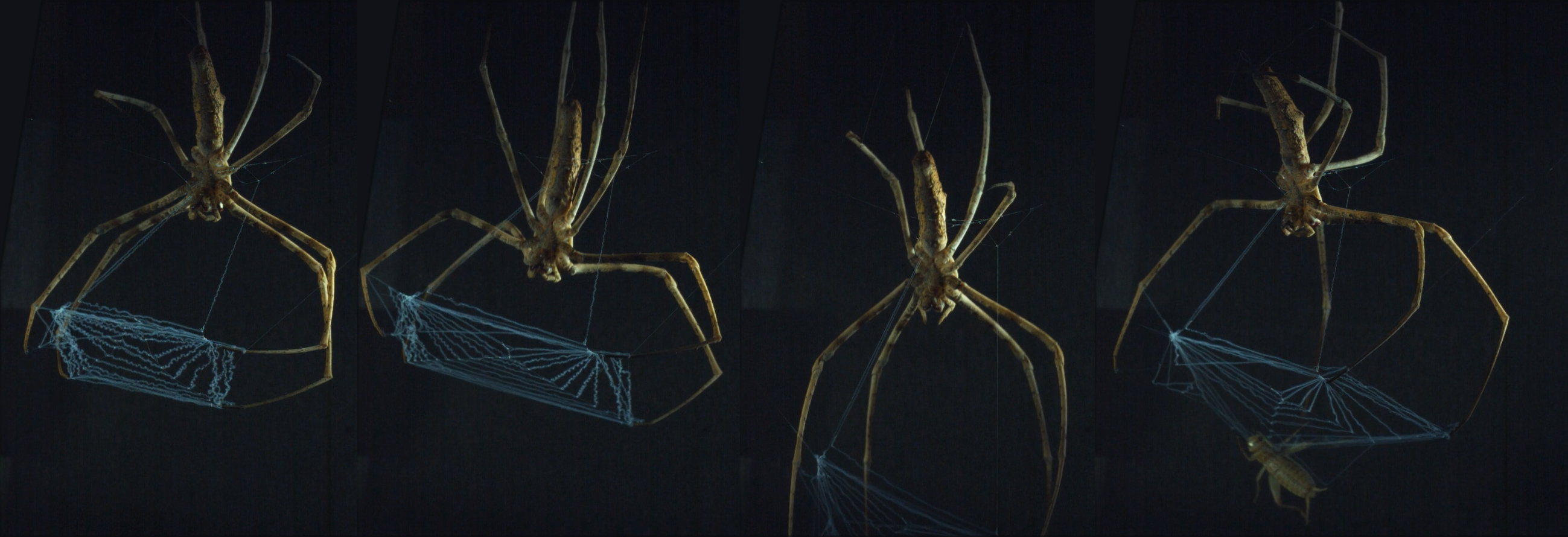 Slow-motion shots of the net-casting spider catching prey