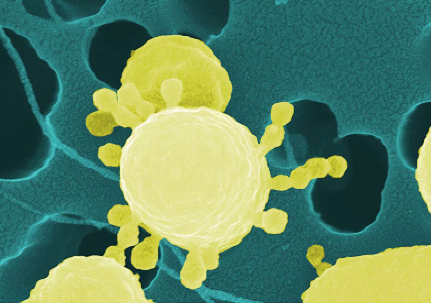 Grafik: Das antarktische Bakterium Pseudoalteromonas distincta baut Fructane im Meer ab. 