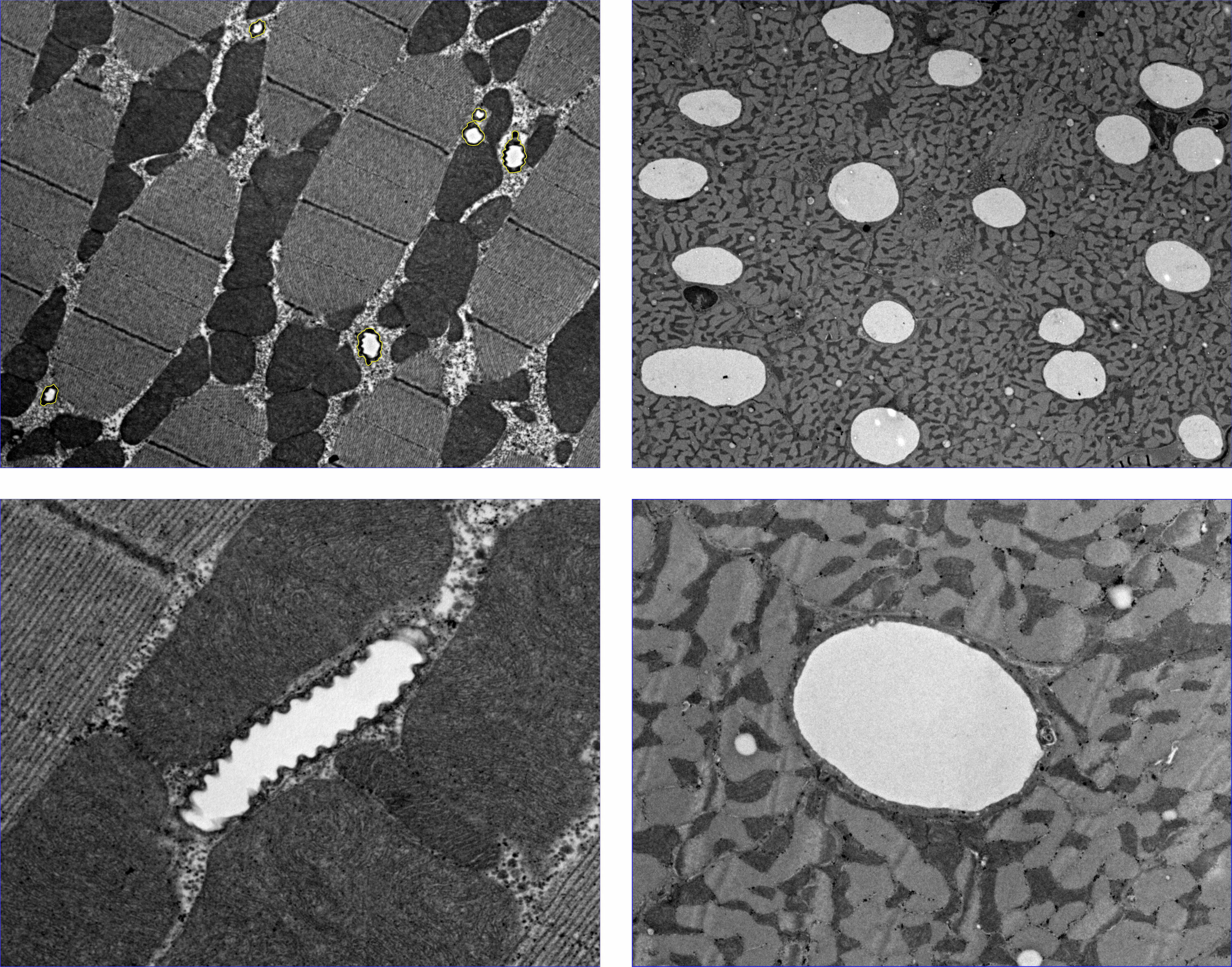 Grafik: Sauerstoff bestimmt offenbar nicht die Körpergröße von Insekten.