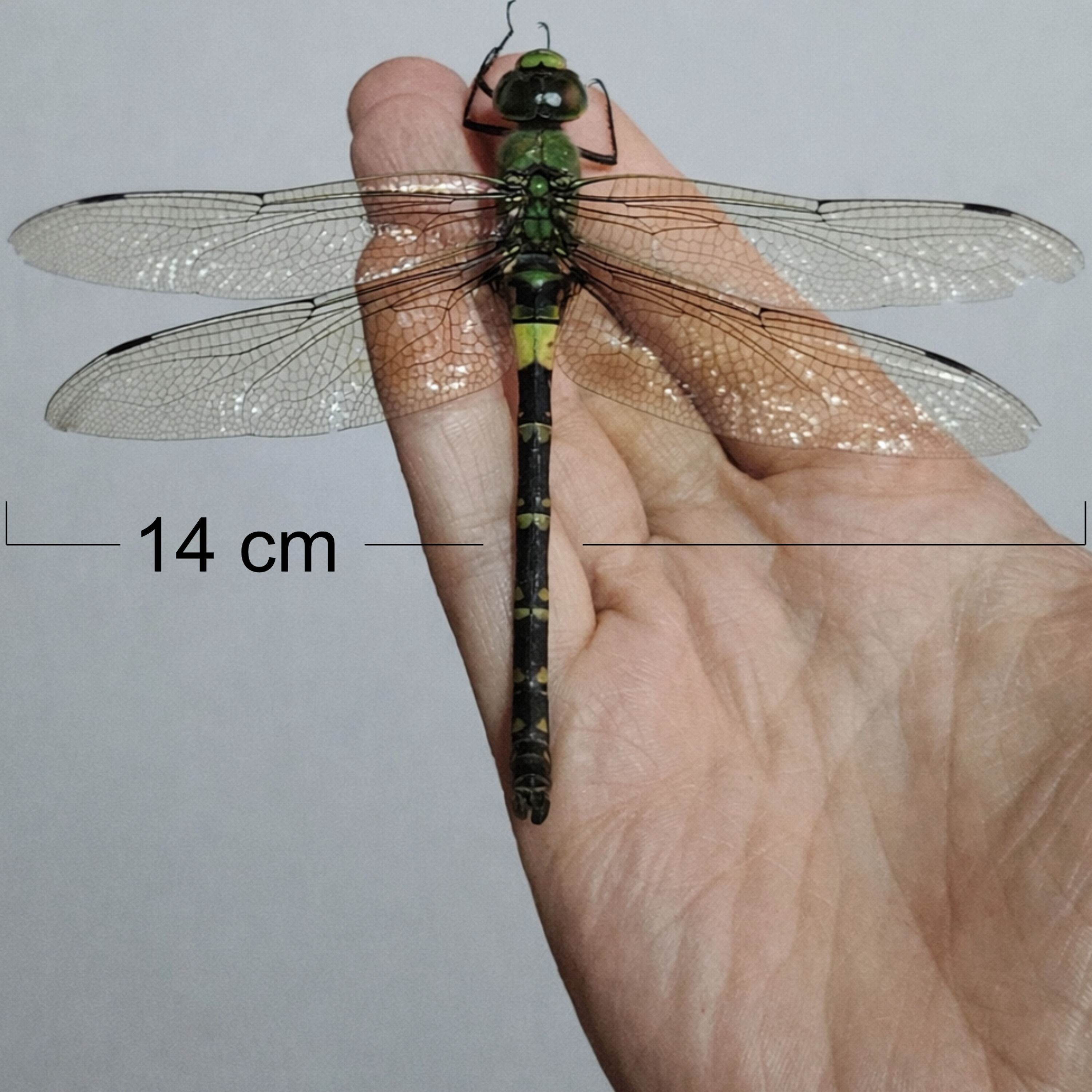 Grafik: Sauerstoff bestimmt offenbar nicht die Körpergröße von Insekten.