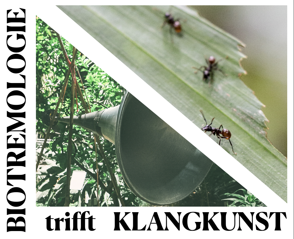 Nepalesischer Lautsprecher Ameisen auf einer Rattanpalme in Borneo, die Alarmsignale erzeugen, indem sie mit dem Kopf und dem Hinter-körper auf den Untergrund trommeln. 