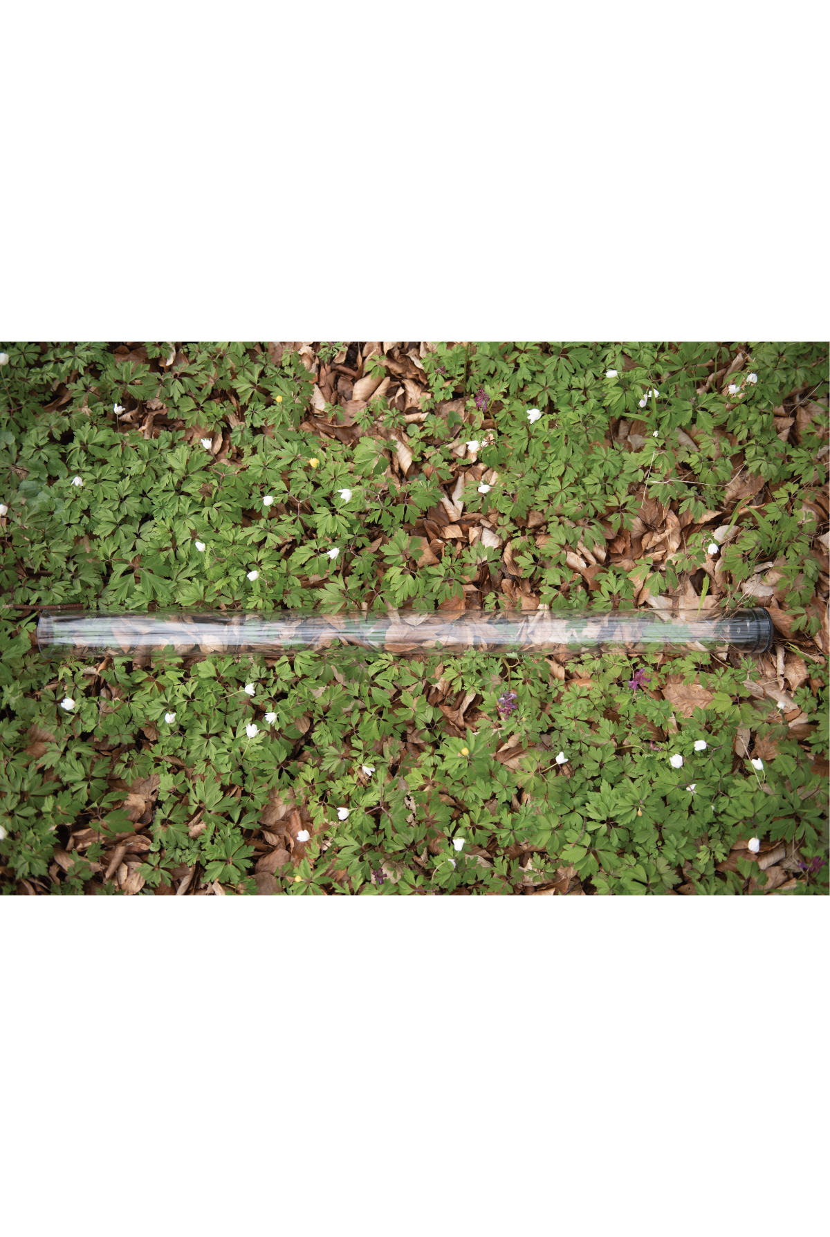 Prof. Dr. Gesche Blume-Werry - Symbol: Glasrohr
