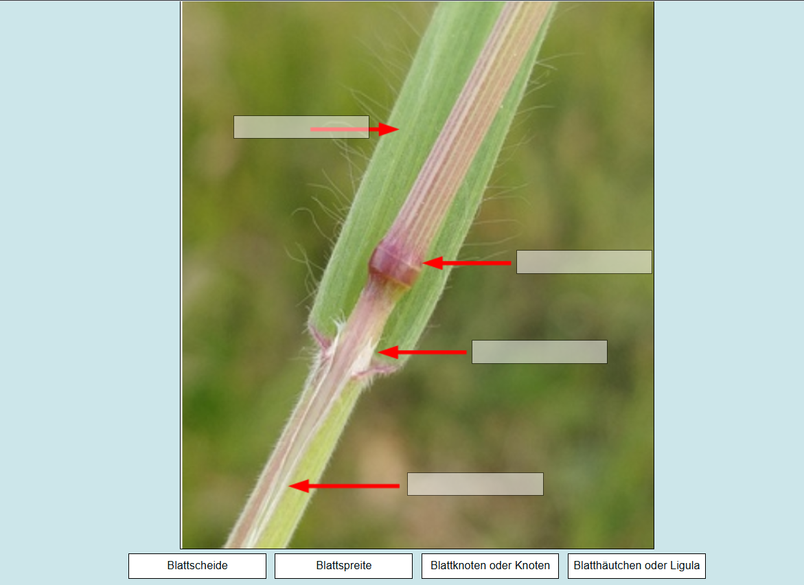 Übungsquiz innerhalb der Vorlesung 