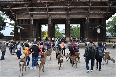 Hirsche in Nara - Foto: Sarah Thiele