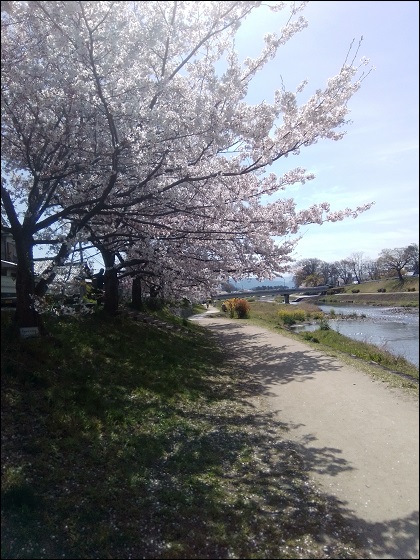 Kirschblüten - Foto: Cedric Isbrandt