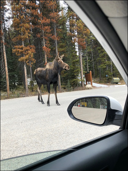 Elch im Jasper Nationalpark - Foto: Emma Senger Elch im Jasper Nationalpark - Foto: Emma Senger