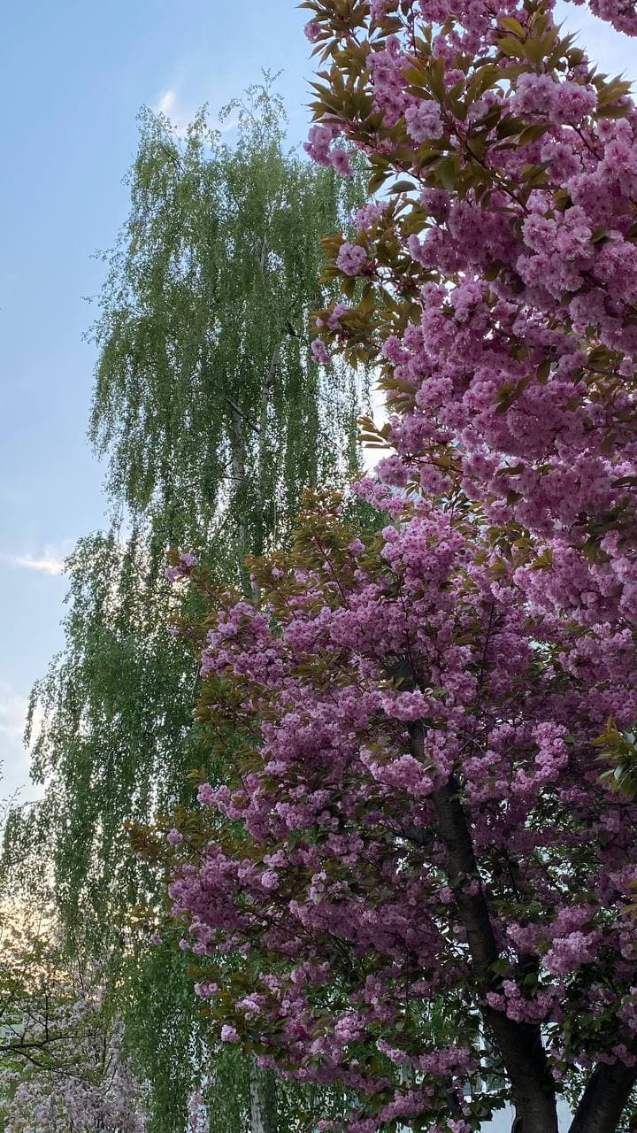 Kirschblüten - photo credits: Elena Seliverstova