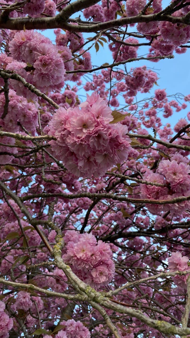 Kirschblüten - photo credits: Elena Seliverstova