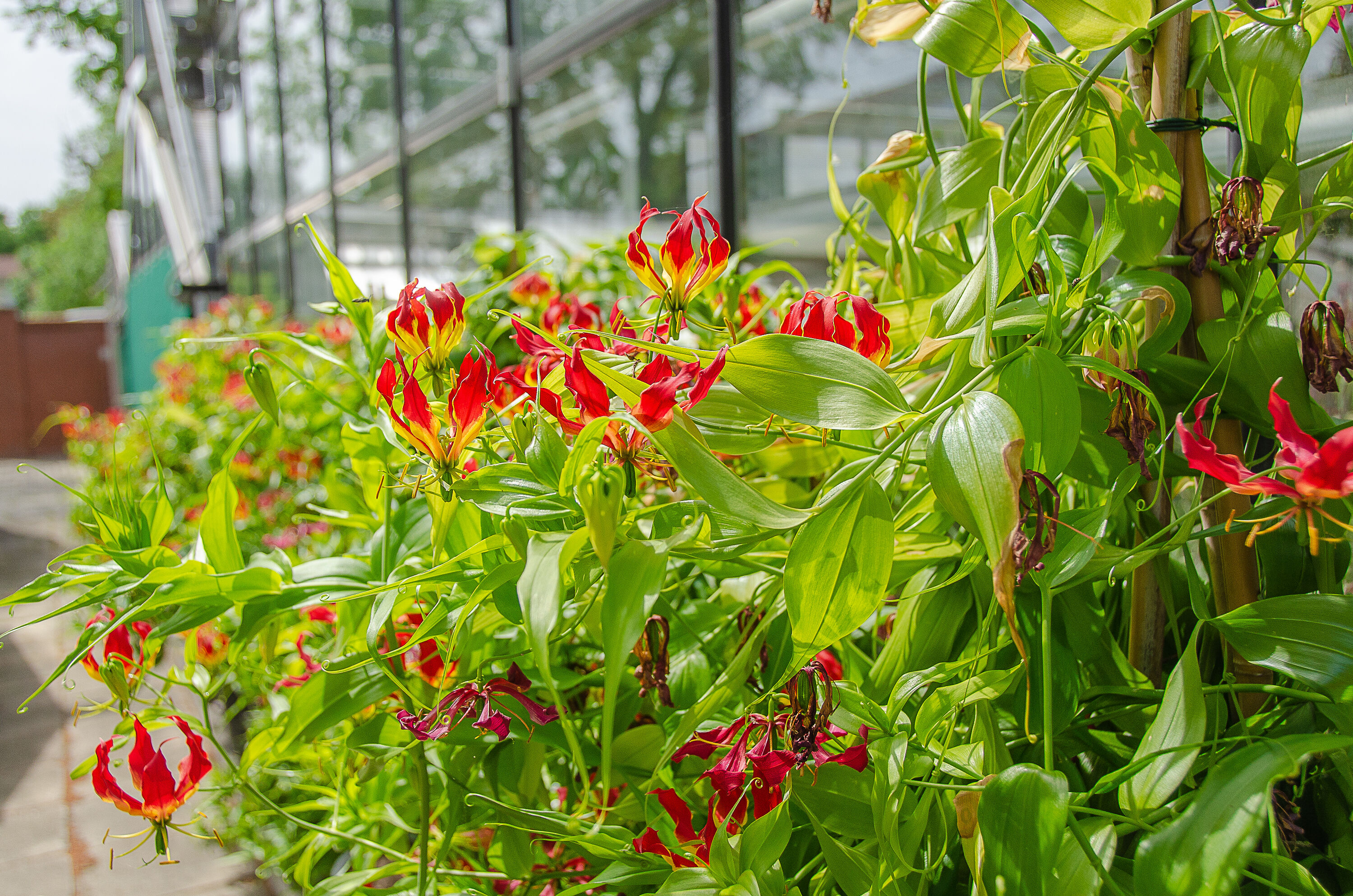 Eine rot blühende Pflanze vor einem Gewächshaus des Botanischen Gartens.