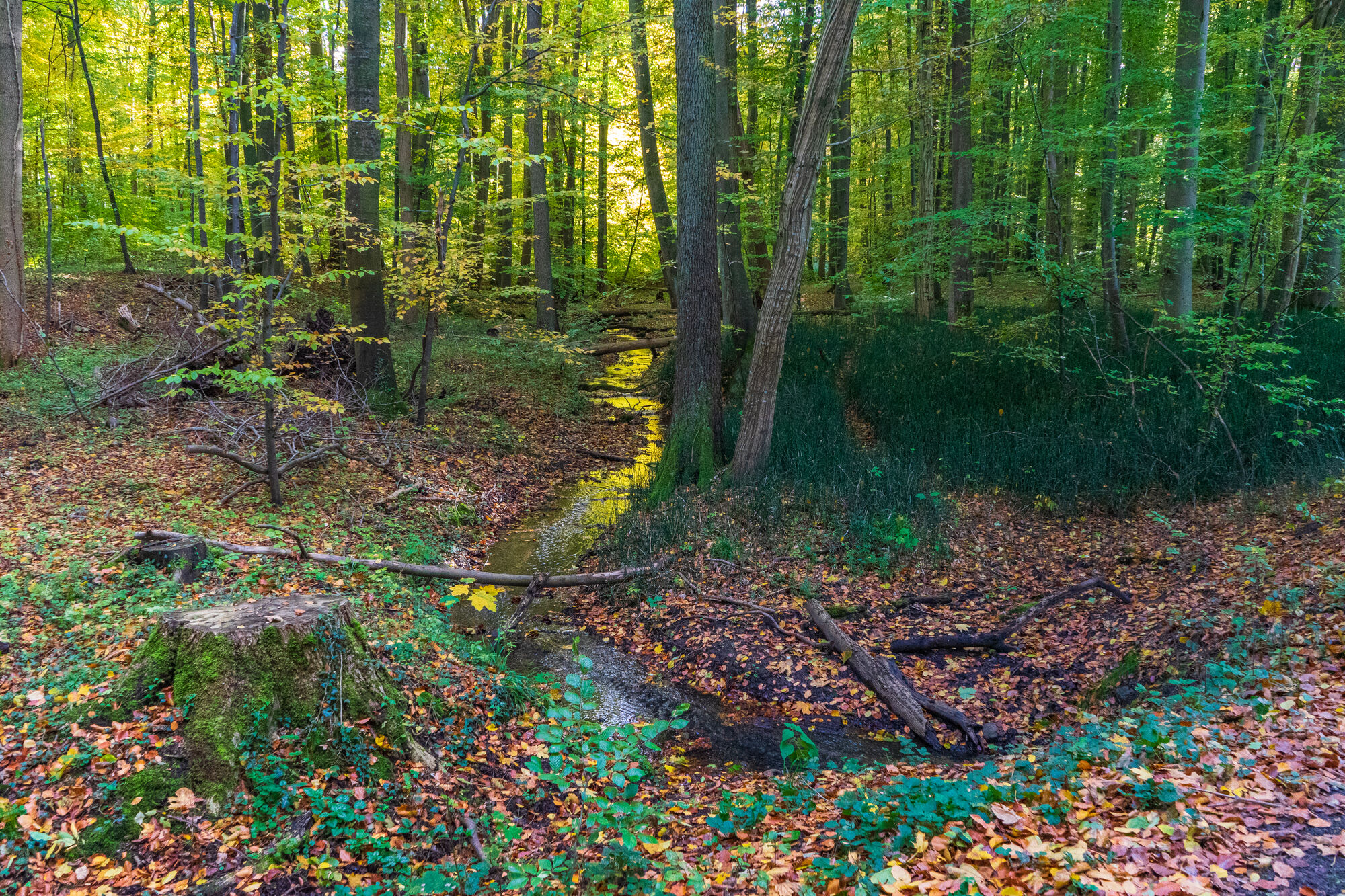 Ein kleiner Bach schlängelt sich durch der Wald im Uniforst Eldena.