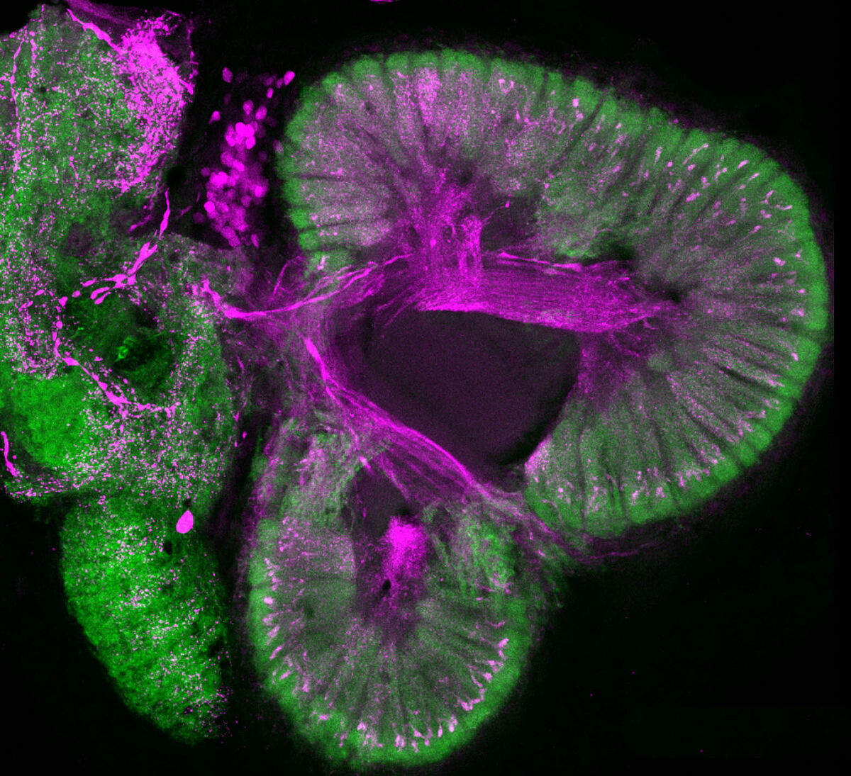 Mikroskopischer Einblick in das Riechzentrum im Gehirn eines Krebstieres – Foto: Steffen Harzsch 