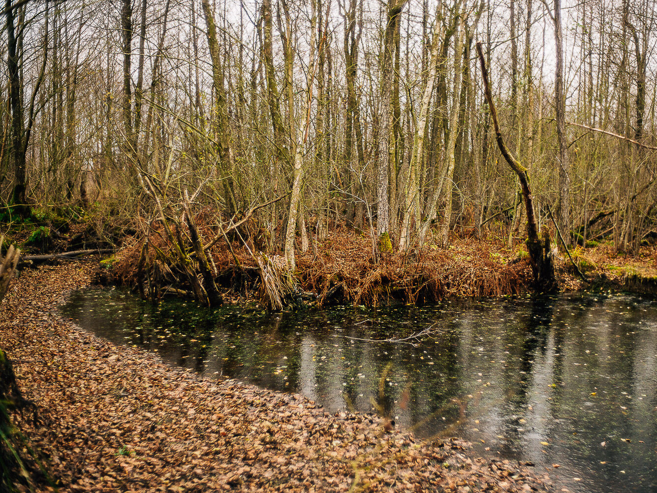 Moor in Mecklenburg-Vorpommern – Foto: Till Junker