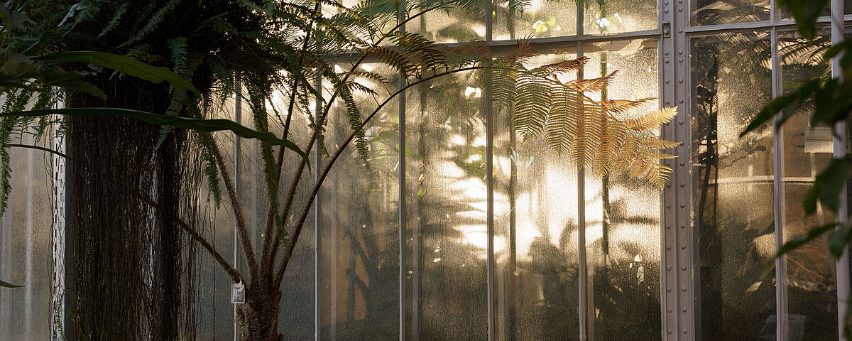 Botanischer Garten im November Durch die Scheibe des leicht diesigen Gewächshauses scheint die zarte Novembersonne. Im Vordergrund steht eine große Palme.
