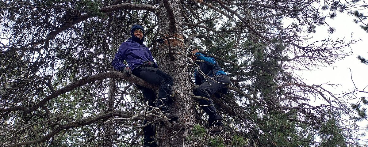 Jelena Lange im Baum bei Messungen
