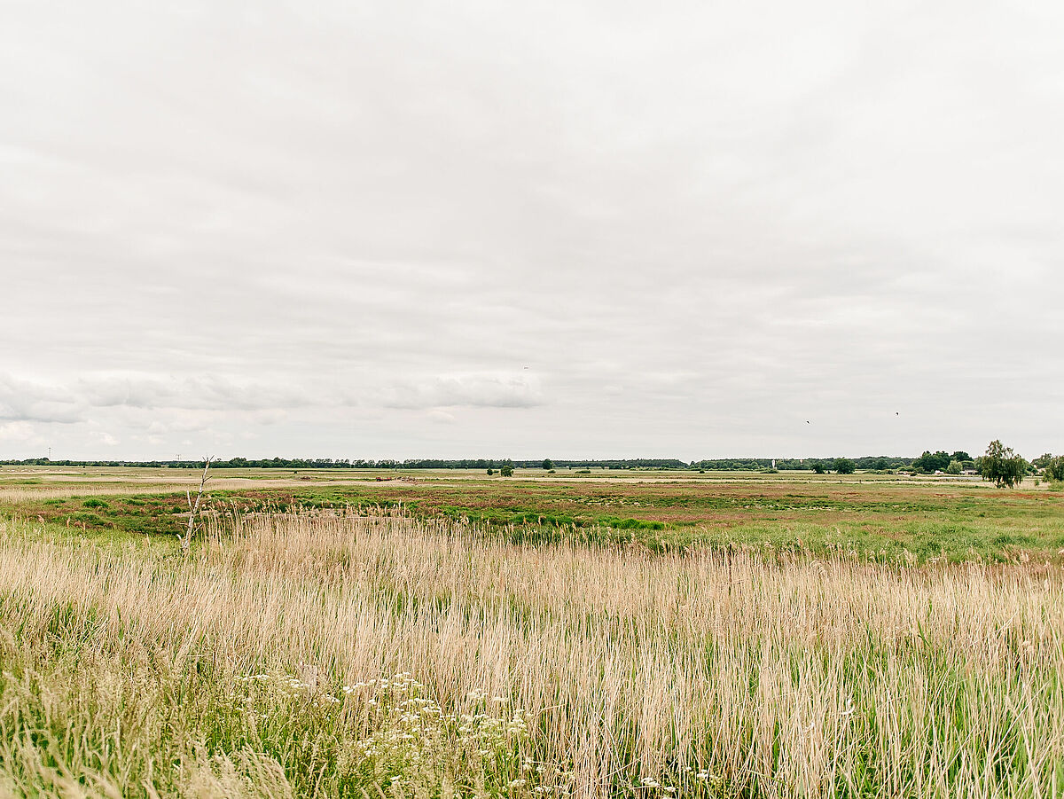 Landschaftsbild: Salzwiesen vor Greifswald