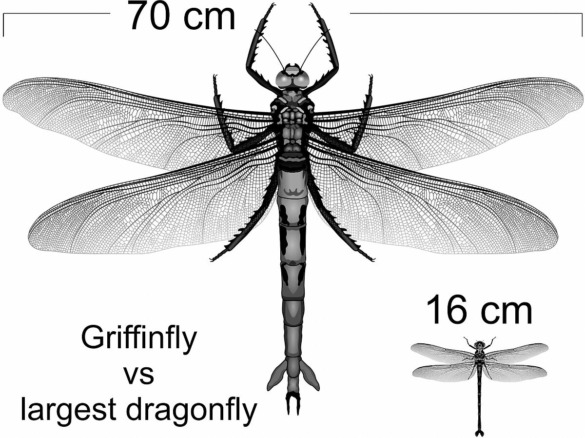 Grafik: Sauerstoff bestimmt offenbar nicht die Körpergröße von Insekten.