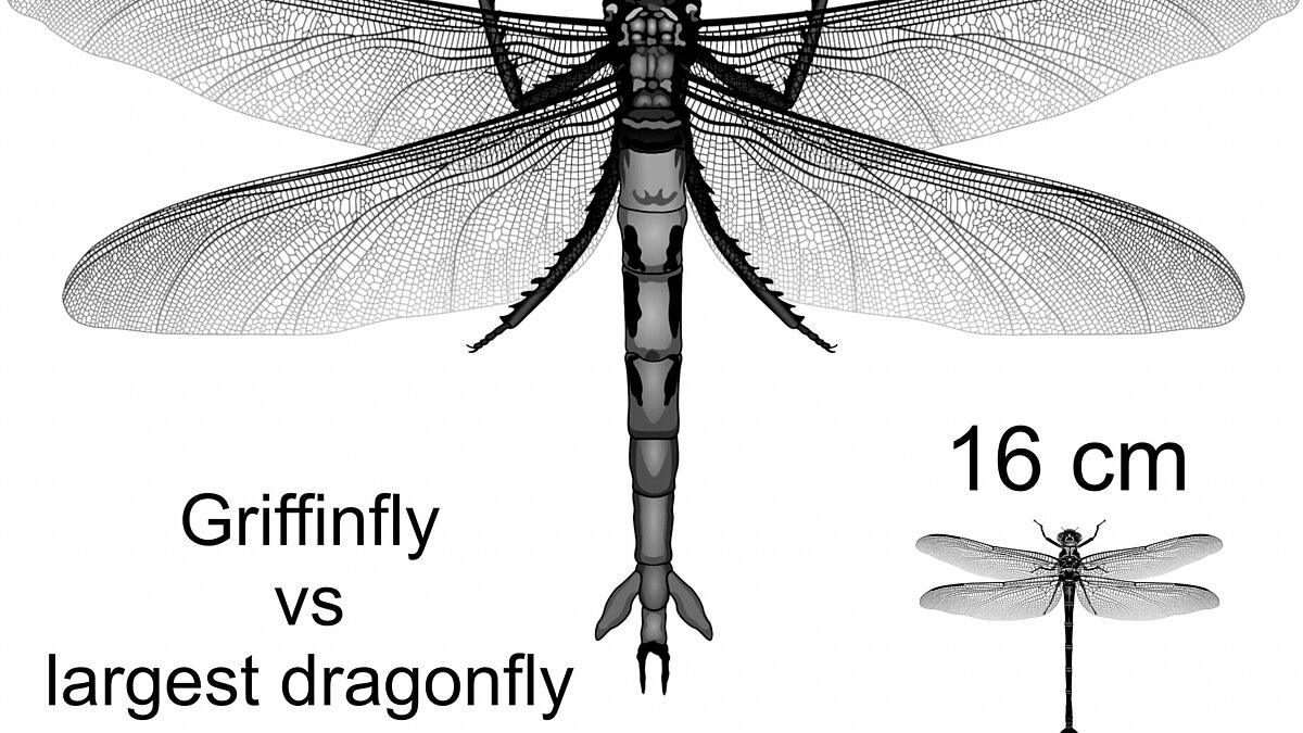 Grafik: Sauerstoff bestimmt offenbar nicht die Körpergröße von Insekten.