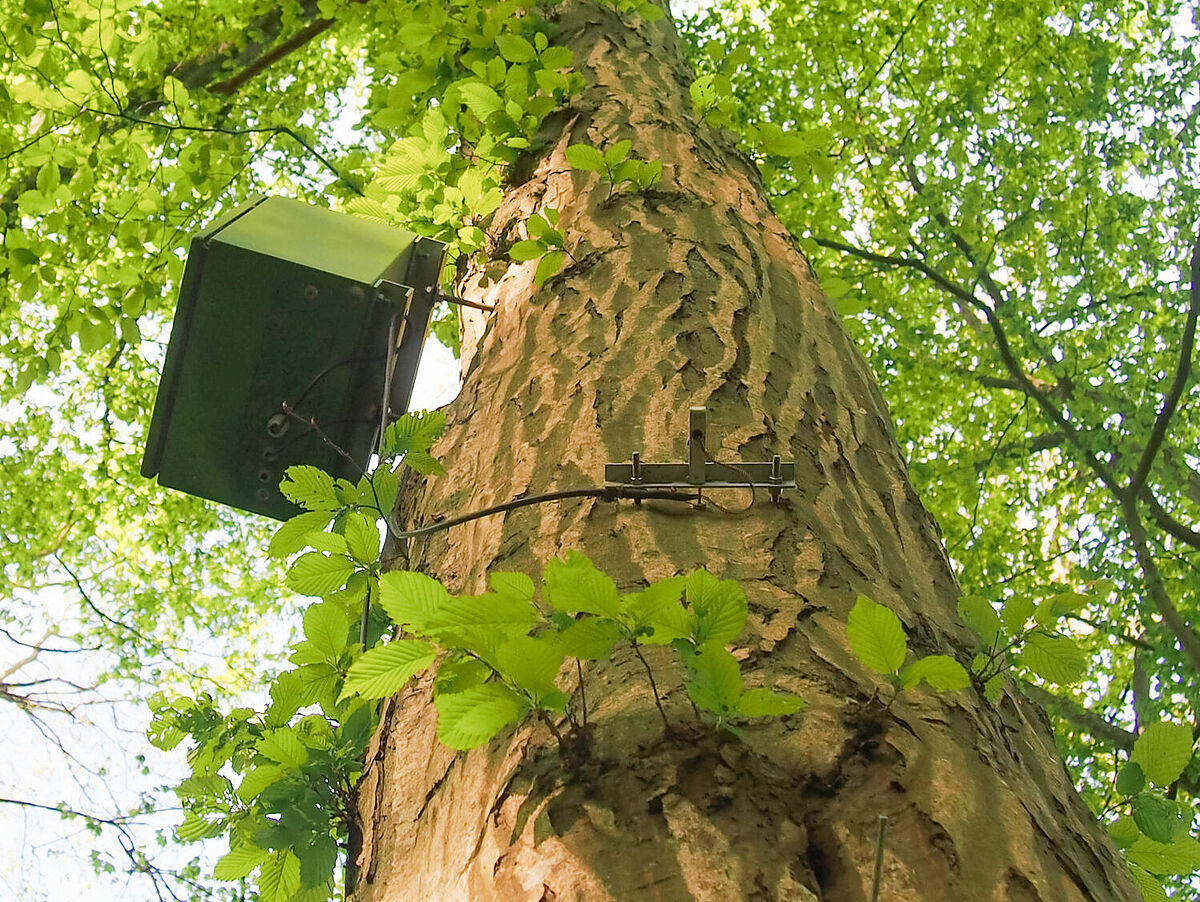 Dendrometer Hainbuche Stamm, Foto: Tobias Scharnweber