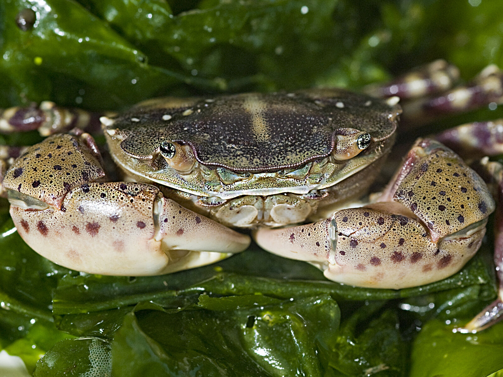 Die Asiatische Strandkrabbe, Hemigrapsus sanguineus, als geschlechtsreifes Tier – Foto: Alfred-Wegener-Institut / Uwe Nettelmann